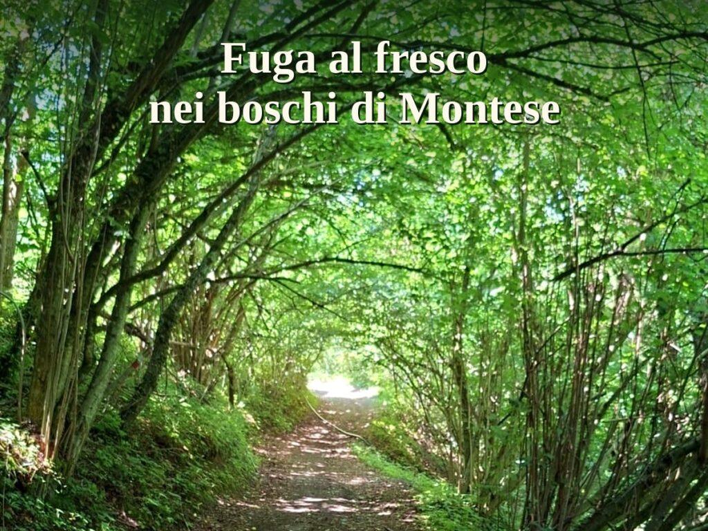 Fuga al fresco nei boschi di Montese – 11/07/26